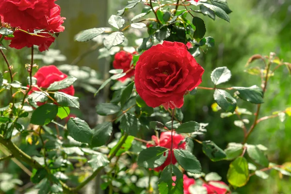 Speziale Rosa Rosa Gallica Fiore Rosso Porpora — Foto Stock