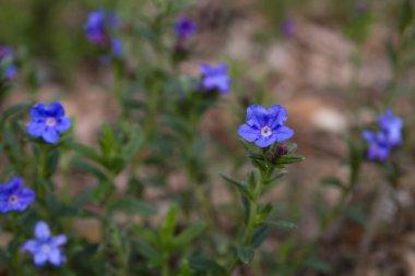 Sürünen Gromwell (Glandora prostrata) mavi-morumsu çiçek 