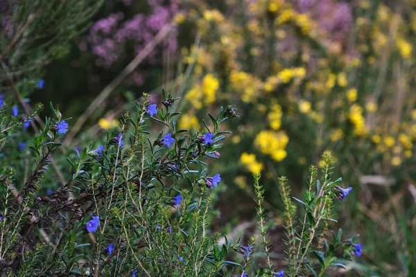 Creeping Gromwell Glandora Prostrata Blue Purplish Flower — Stock Photo, Image