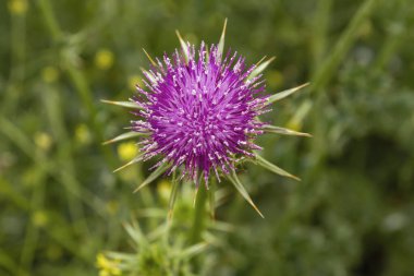Marian devedikeni (Silybum marianum) ilkbaharda açan öğrenci çiçeği, üst görünüm