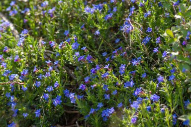 Creeping gromwell (Glandora prostrata) blue-purplish flowers clipart