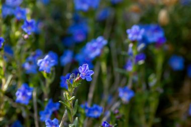 Sürünen Gromwell (Glandora prostrata) Mavi-morumsu çiçekler
