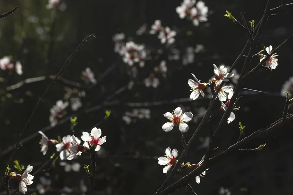 Almond Tree Blossoms White Pink Flowers Blooming Spring — Stock Photo, Image