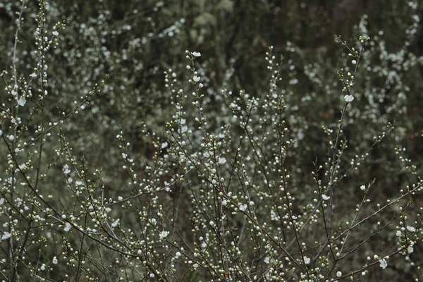 Prunus Spinosa Blackthron White Flowers Blooming Spring — Stock Photo, Image