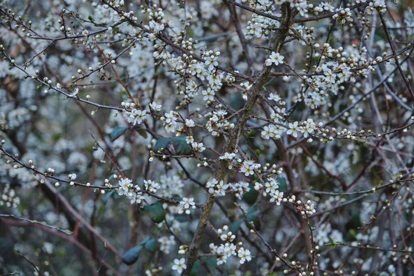 Prunus Spinosa Svartrot Vita Blommor Blommar Ren — Stockfoto