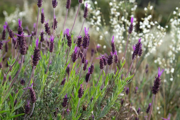 Spanish Lavender Lavandula Stoechas Springtime Purple Flowers — Stock Photo, Image