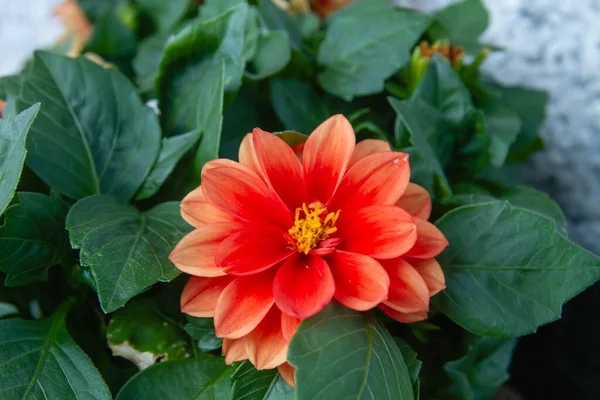 Dahlia Pinnata Dahlia Ogrodowa Czerwony Kwiat Bliska — Zdjęcie stockowe