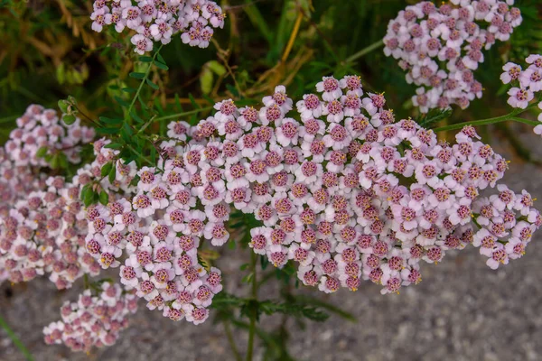 Звичайна Пряжа Achilleamillfolium Рожеві Квіти — стокове фото