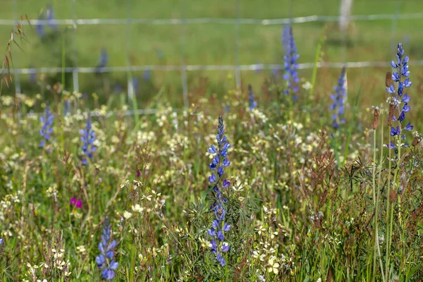 Lupinus Angustifolius Narrowleaf Lupin Wild Flowers — Stock Photo, Image