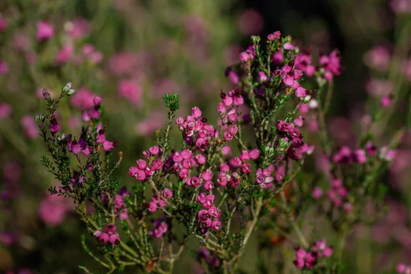 Dwarf Spanish Heath Erica Umbellata Pink Flowers — Stock Photo, Image