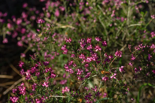 Dwarf Spanish Heath Erica Umbellata Pink Flowers — Stock Photo, Image