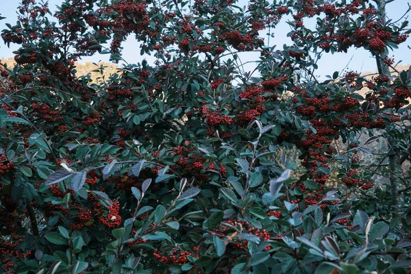 Kotlinková Koriaceus Okrasná Rostlina Červeným Ovocem Tmavozeleným Listím — Stock fotografie