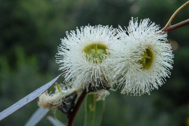 Mavi sakız (okaliptüs globulus) beyaz çiçekler 