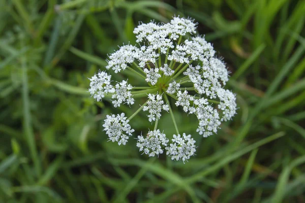 金银花或毒金银花在春天开花 — 图库照片