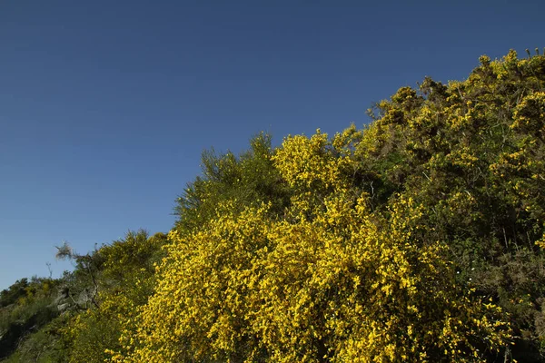 Skotské Koště Cytisus Scoparius Žluté Květy — Stock fotografie