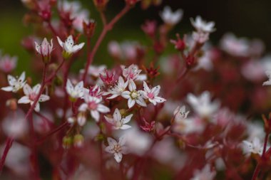 Beyaz taşrop (Sedum albümü) çiçek açıyor 