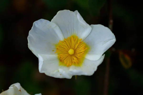 Laurel Leaved Rock Rose Cistus Laurifolius White Flower — Stock Photo, Image