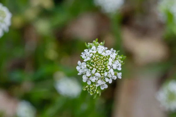 Lepidium Virginicum Virginia Pepperweed Plant Blooming White Flowers Close — стоковое фото