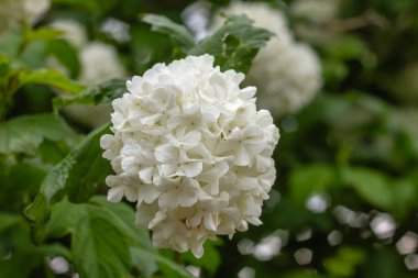 Guelder gülü (Viburnum opulus) beyaz çiçekler