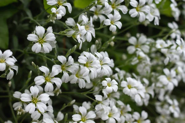 Cerastium Tomentosum 雪の中の夏 白い花が閉じます — ストック写真