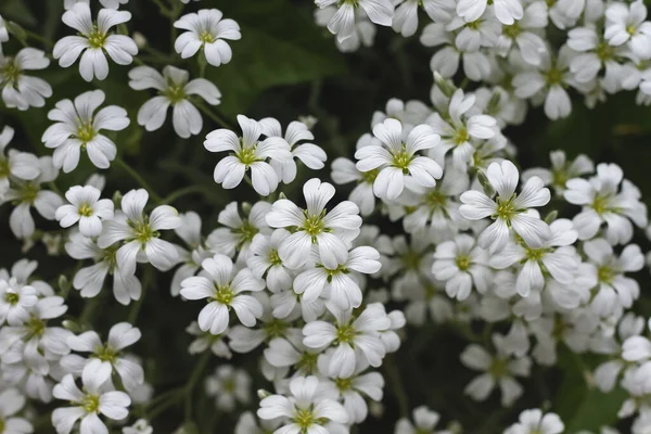 夏天下雪 地面覆盖植物白花 — 图库照片