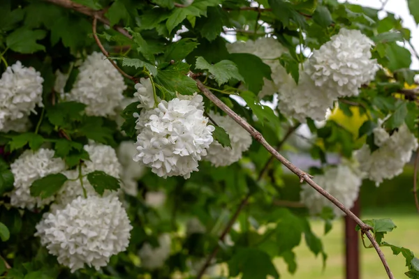 Guelder Rose Viburnum Opulus Bílé Květy — Stock fotografie