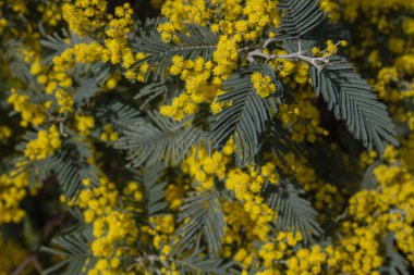 Acacia deal bata silver wattle sarı çiçekler yaklaşıyor