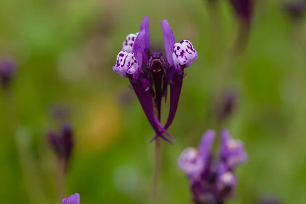 Linaria Amethystea Purple Flower Close — Stock Photo, Image