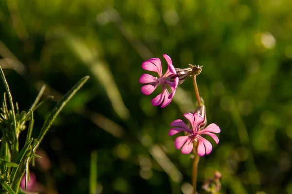 Silene Colorata Pink Flowers Blooming Spring — Stock Photo, Image