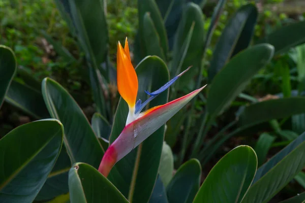 Райская Птица Стрелицкий Цветок — стоковое фото