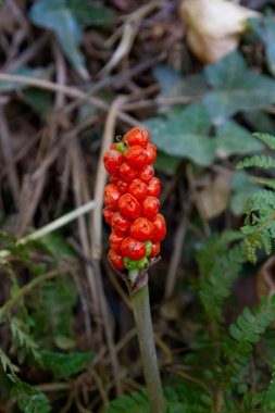 İtalyan arumu (Arum italicum) olgun meyveler 