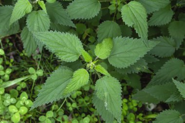 Urtica dioica yabani ot yeşil yapraklı bitki yakıyor