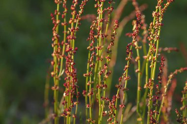 Rumex asetosella (kırmızı kuş) dikey kökleri ve kırmızı dişi çiçekleri 