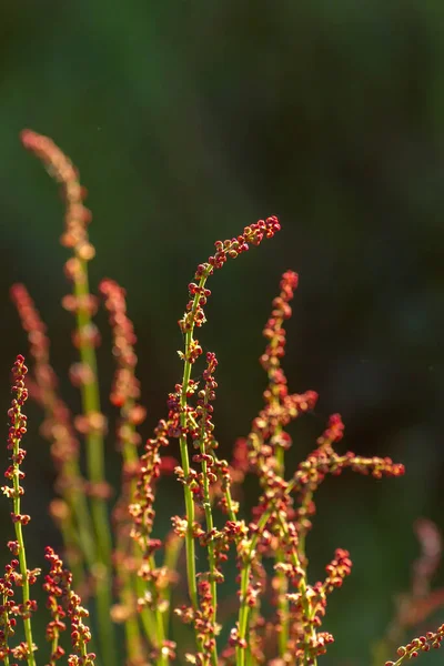 番石榴 红山楂 直立茎 具红色雌花 — 图库照片