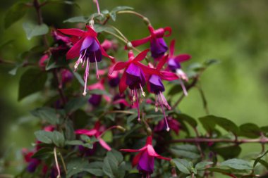 Sinekkuşu fuşya (Fuchsia magellanica) kırmızı ve mor çiçekler 