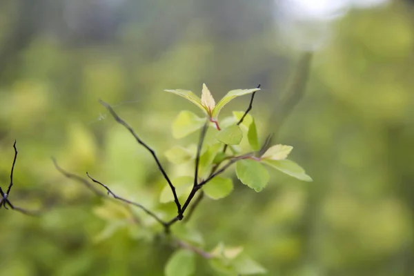 Detail Spiraea Japonica Japanese Meadowsweet Plants Green Foliage — стокове фото
