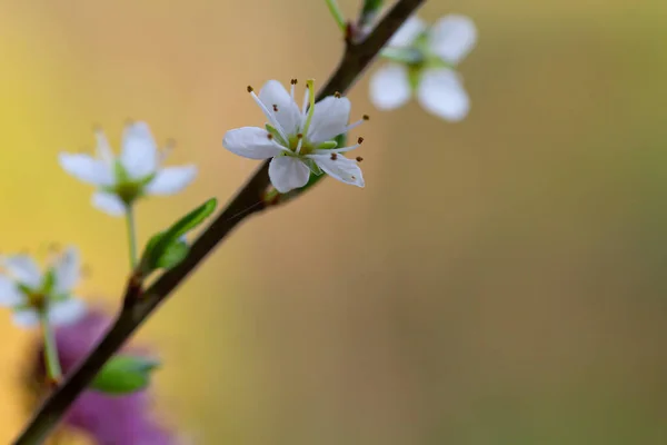 春に白花を咲かせます — ストック写真