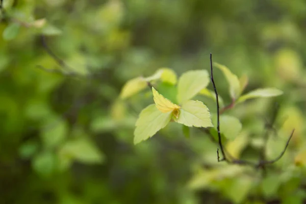 Detalhe Planta Spiraea Japonica Meadowsweet Japonês Folhagem Verde — Fotografia de Stock