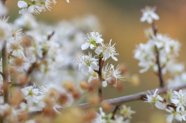 Prunus spinosa blackthron baharda açan beyaz çiçekler
