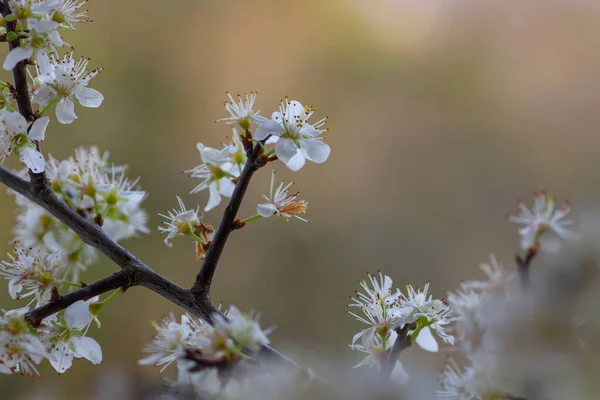 春に白花を咲かせます — ストック写真