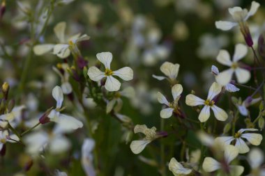 Yabani turp (Raphanus raphanistrum) İlkbahar çiçekleri 