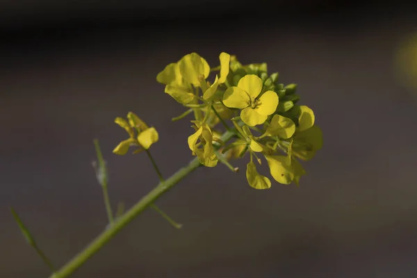 Fiori Gialli Rapaci Brassica Napus — Foto Stock