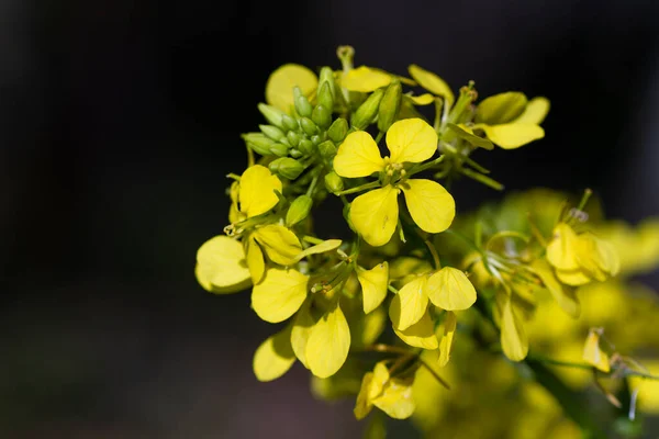 Violadas Brassica Napus Flores Amarillas —  Fotos de Stock