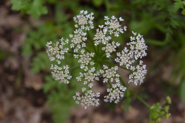 Aegopodyum podagraria, toprak büyüğü ya da Herb Gerard olarak bilinir, umbel Flowerhead top view