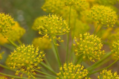 Fennel (Foeniculum vulgare) sarı çiçek başları 