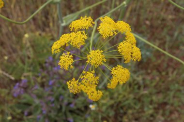 Fennel (Foeniculum vulgare) sarı çiçekler