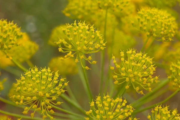 Cabezas Flores Amarillas Hinojo Foeniculum Vulgare —  Fotos de Stock