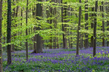 Çiçek açan çan çiçekleri olan bahar ormanı (Hyacinthoides non scropta olmayan) Mavi mor çiçek halısı 
