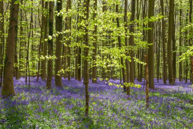 İlkbahar kayın ağaçları (Fagus sylvatica) çiçek açan çan çiçekleri (Hyacinthoides non scropta) mavi mor çiçek halısı