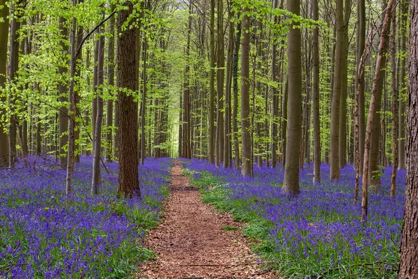 Footpath in springtime beech  trees(Fagus sylvatica) forest with blossoming bluebells (Hyacinthoides non-scropta) blue purple flowers carpet